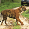 Nagarhole National Park