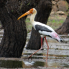 Ranganathittu Bird Sanctuary