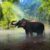 Elephants Taking bath in Periyar National Park