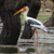 Ranganathittu Bird Sanctuary- Bird